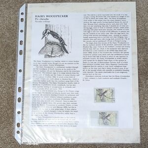 Hairy Woodpecker Postage Stamps And Information Sheet